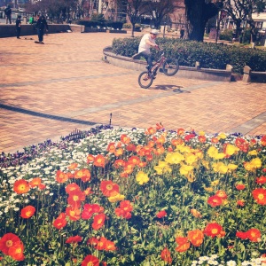 Poppies, daisies and a chap doing some BMX