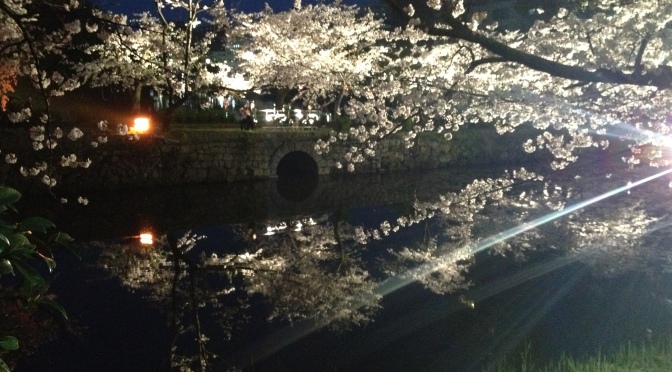 Twilight cherry blossom