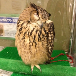 Another very sleepy owl