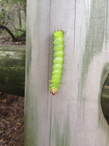 Hello Mr Caterpillar